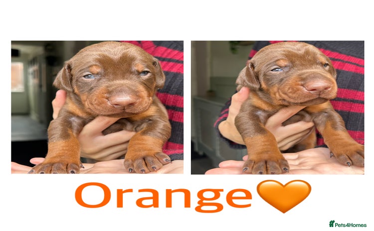 Dobermann dogs - Advert 7