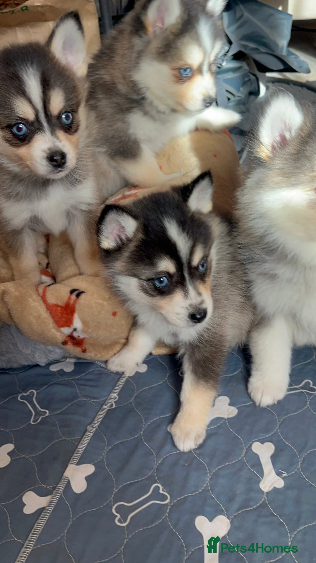 Pomsky dogs for sale: 3 Boys leftStunning Blue eyed F4 Pomsky pups - Advert 9
