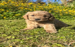 Mini Goldendoodle dogs for sale: Goldendoodle puppies! - Image 1