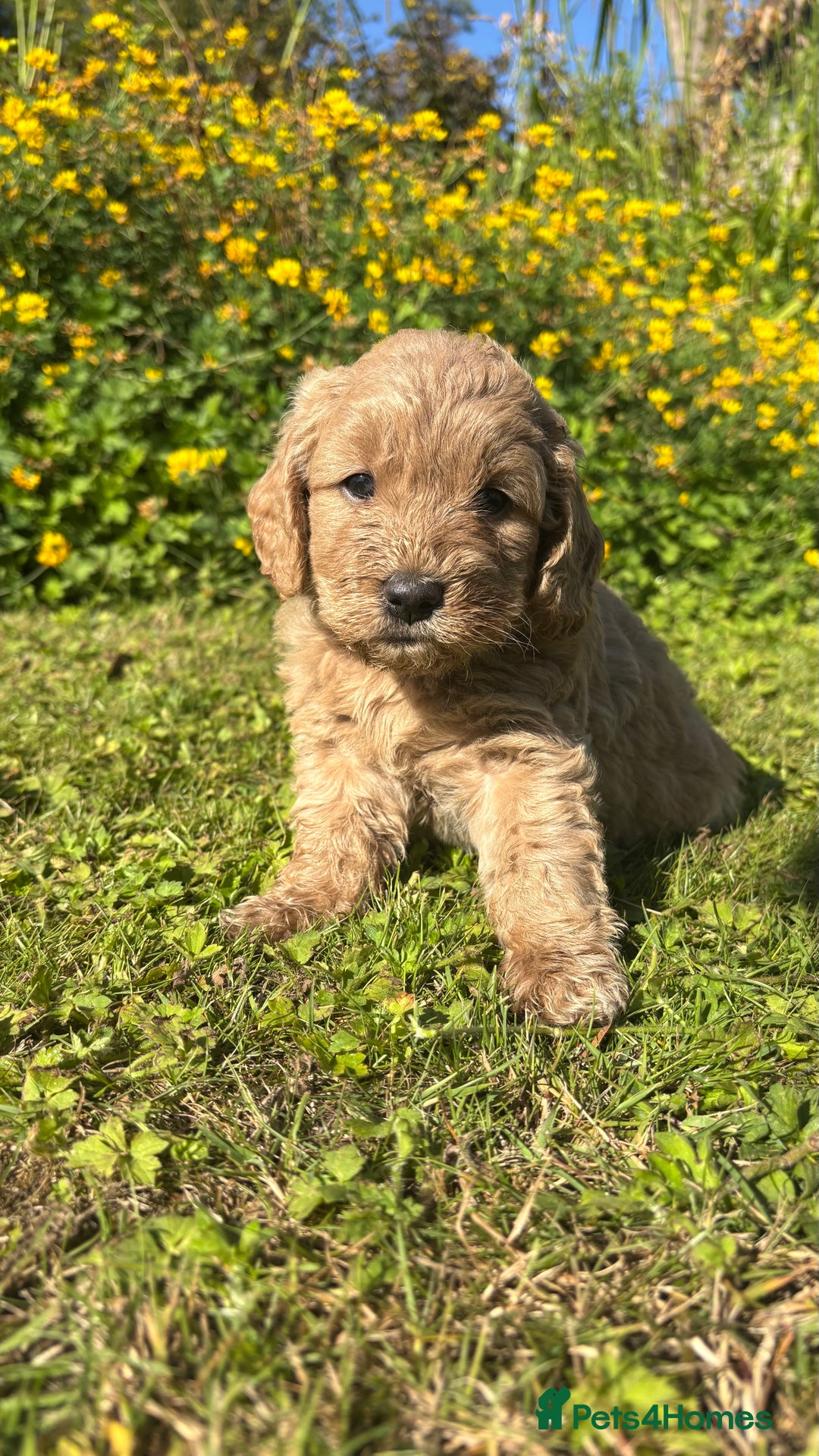 Mini Goldendoodle dogs for sale: Goldendoodle puppies! - Image 1