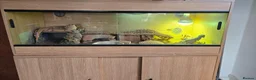 Bearded Dragon reptiles for sale: Bearded dragon in Dumbarton - Advert 6
