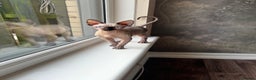 Sphynx cats for sale: Sphynx Male Kitten  - Advert 4