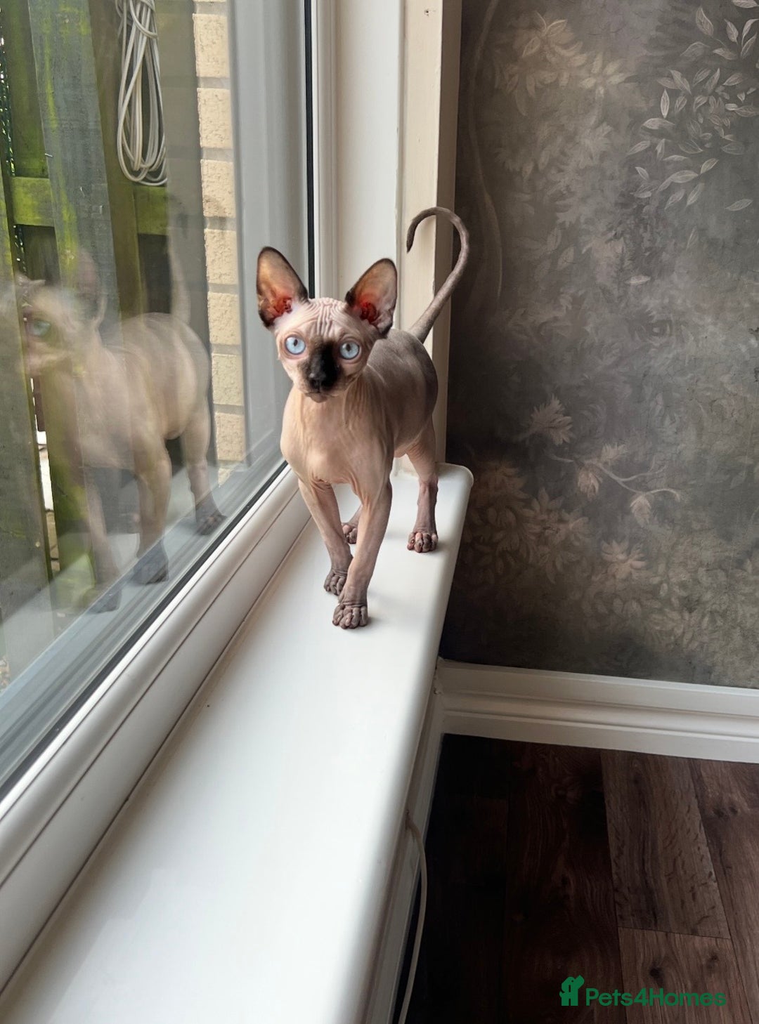 Sphynx cats for sale: Sphynx Male Kitten  - Advert 4