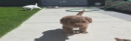 Cockapoo dogs for sale: Outstanding cockapoo puppies - Advert 9