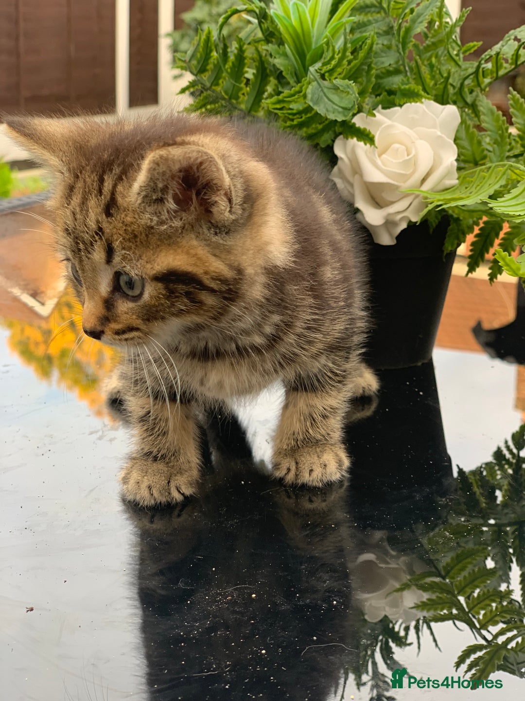 Toyger cats for sale: Tabby kittens  - Image 14