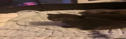 Domestic Shorthair cats for sale: 2x female kittens available.  - Advert 5