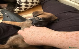 Mixed Breed dogs for sale: 4beautiful terrierxGerman ShepherdxLabrador puppy - Image 7