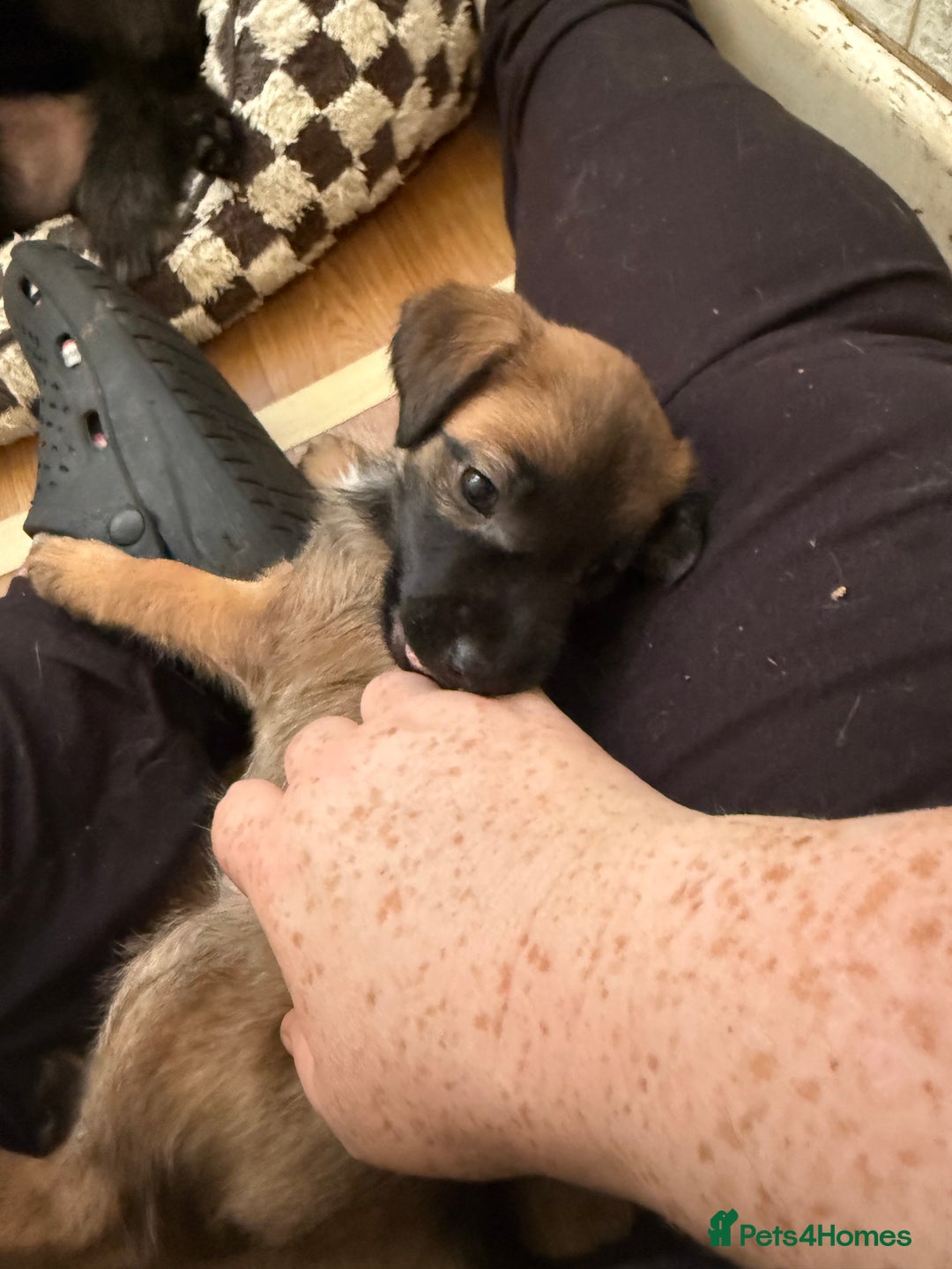 Mixed Breed dogs for sale: 4beautiful terrierxGerman ShepherdxLabrador puppy - Image 7