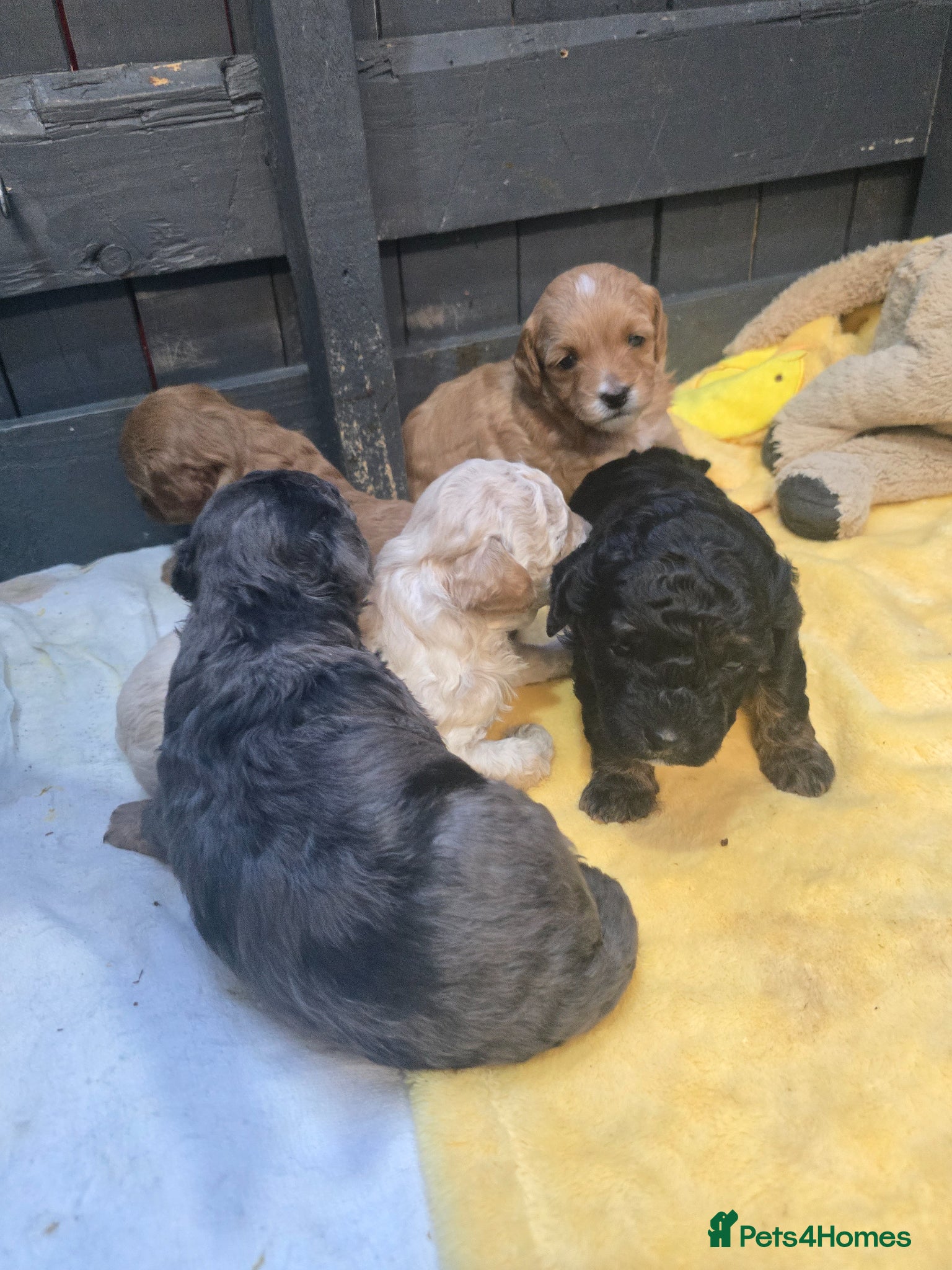Mixed Breed dogs for sale: Toy poodle x Mini Poodle in Sheffield - Advert 4