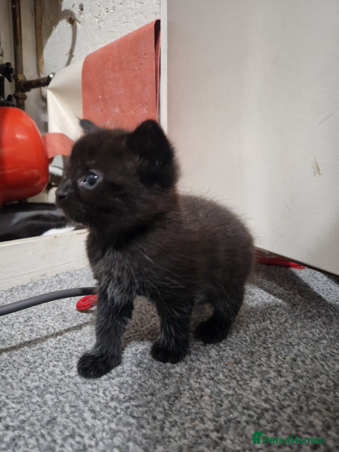 Mixed Breed cats for sale: Beautiful healthy kittens looking  - Advert 2