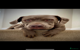 Cane Corso dogs for sale: 🐾 Beautiful Cane Corso Puppies – Ready Soon! 🐾 - Advert 9