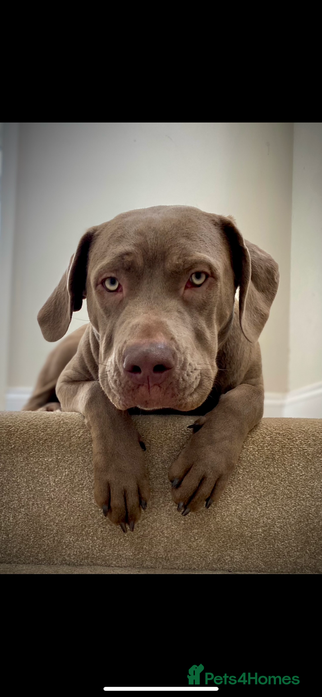 Cane Corso dogs for sale: 🐾 Beautiful Cane Corso Puppies – Ready Soon! 🐾 - Advert 9