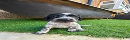 Cocker Spaniel dogs for sale: 🐾 Beautiful Cocker Spaniel Puppies 🐾 - Advert 5