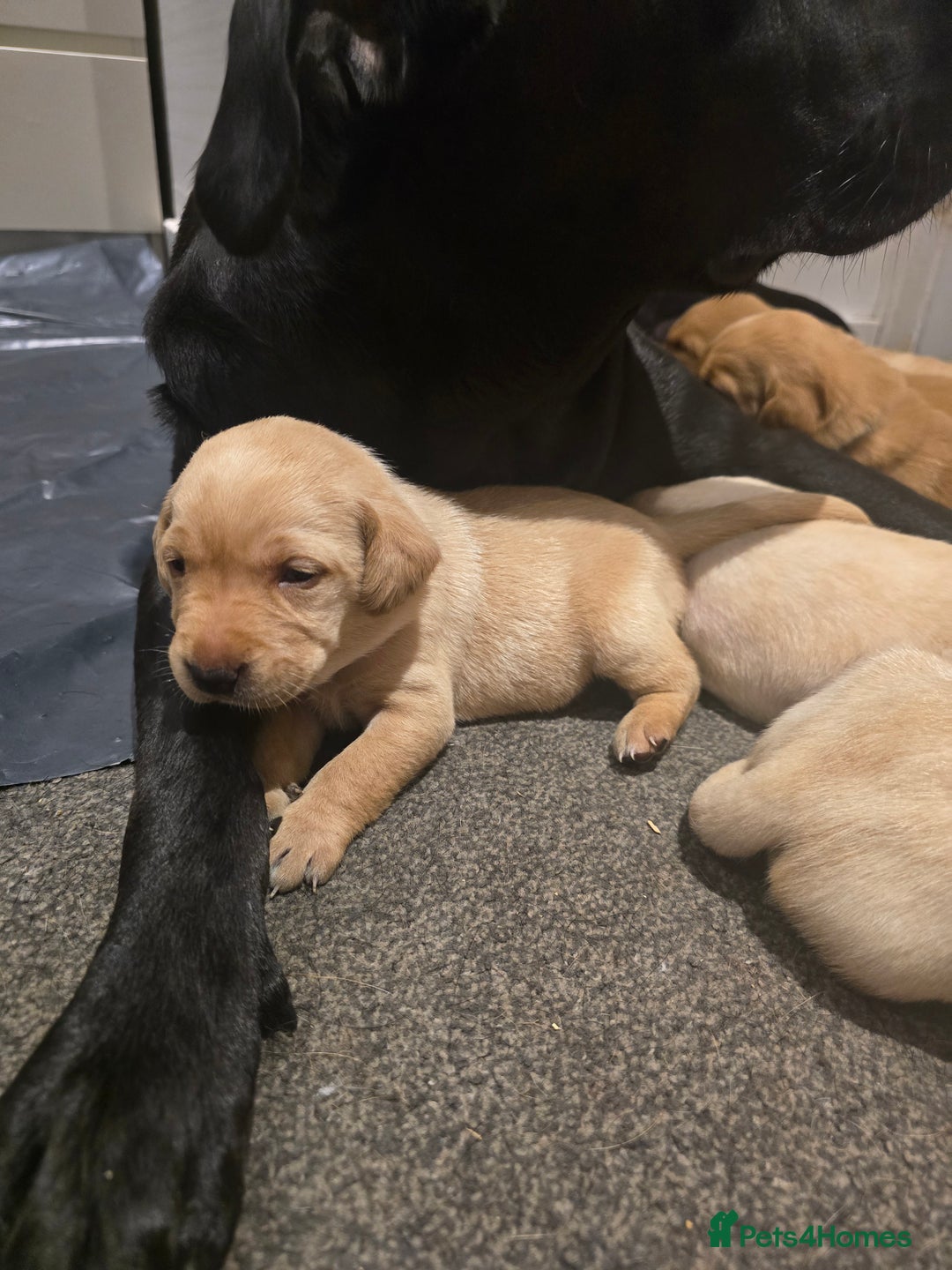 Labrador Retriever dogs for sale: Stunning Labrador Puppies 🥰 - Image 10