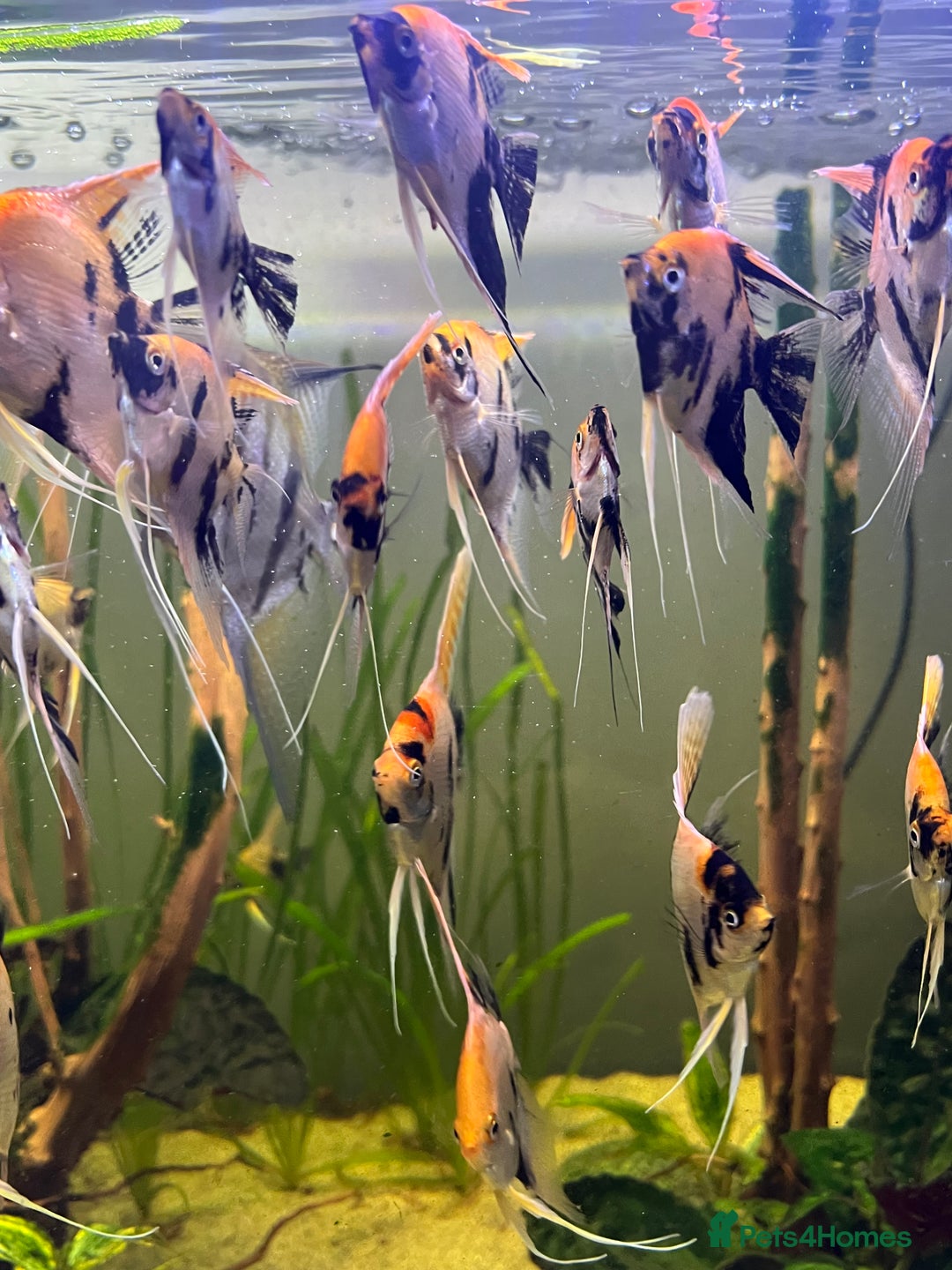 Angelfish fish for sale: Angelfish koi - Image 2