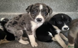 Sprollie dogs for sale: Merle sprollie puppy’s for sale.  - Image 2