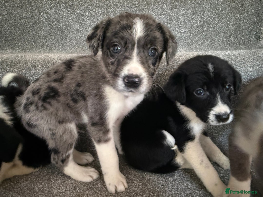 Sprollie dogs for sale: Merle sprollie puppy’s for sale.  - Image 2