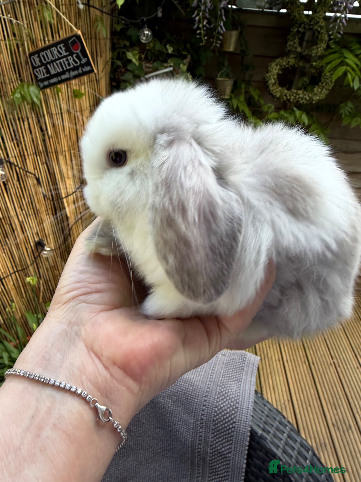Mini Lop rabbits Stunning mini lops - Advert 1