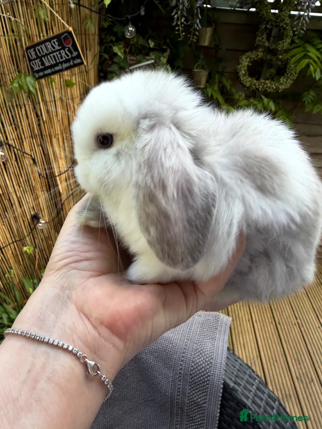 Mini Lop rabbits for sale: Stunning mini lops - Advert 1
