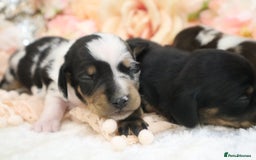 Miniature Dachshund dogs for sale: KC Miniature Dachshund Puppies - Image 14