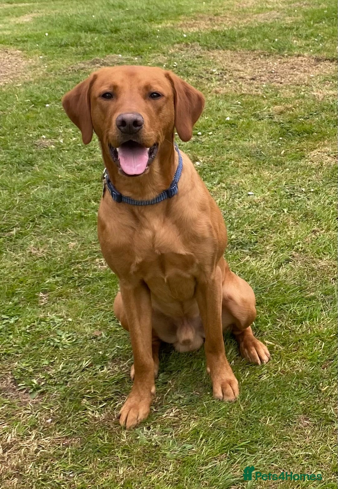 Labrador Retriever dogs for stud: Fully Health Tested Fox Red Labrador for Stud - Advert 2