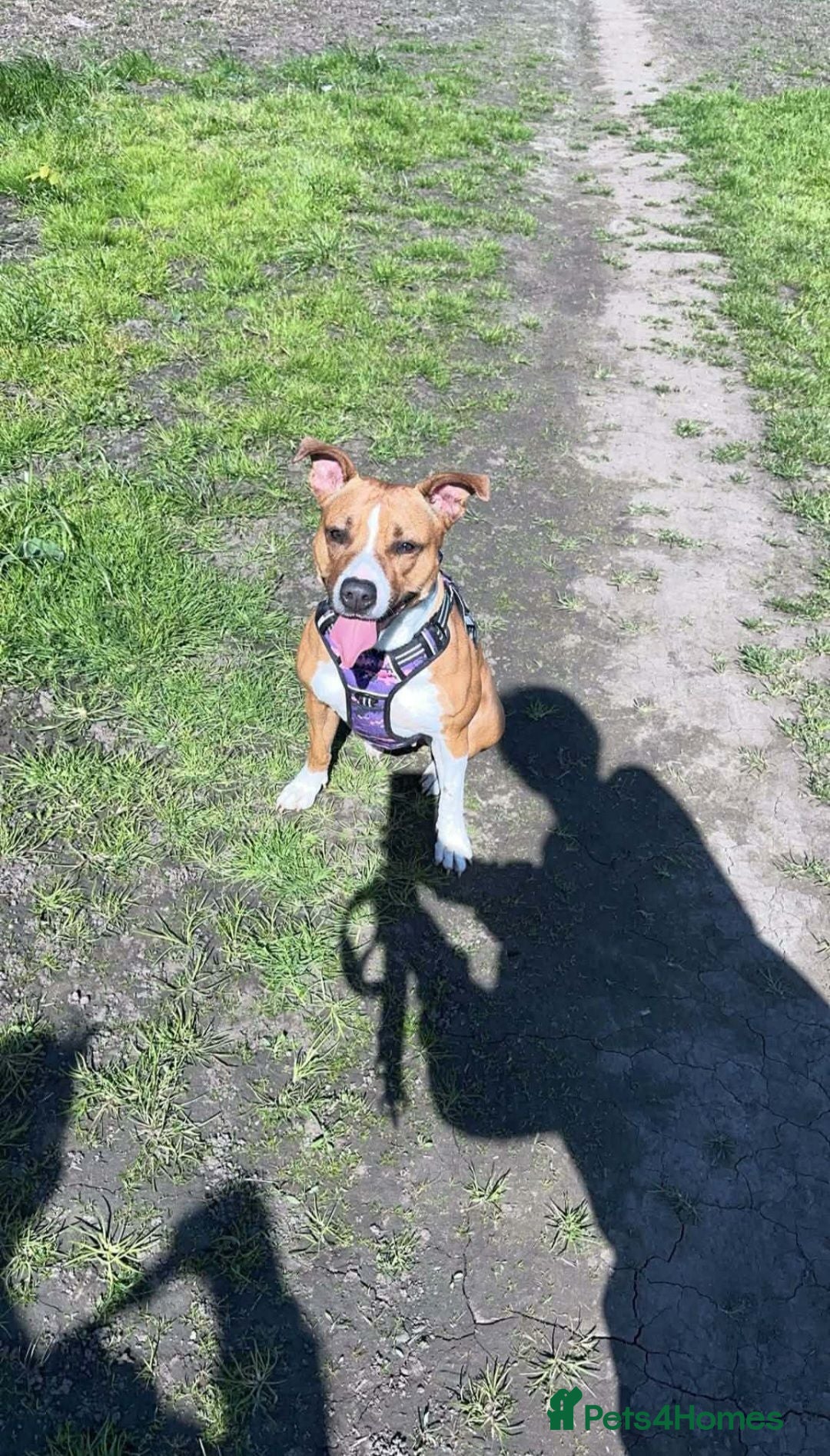 Mixed Breed dogs Staffy/Lurcher Cross Seeking a Loving Forever Home - Advert 11