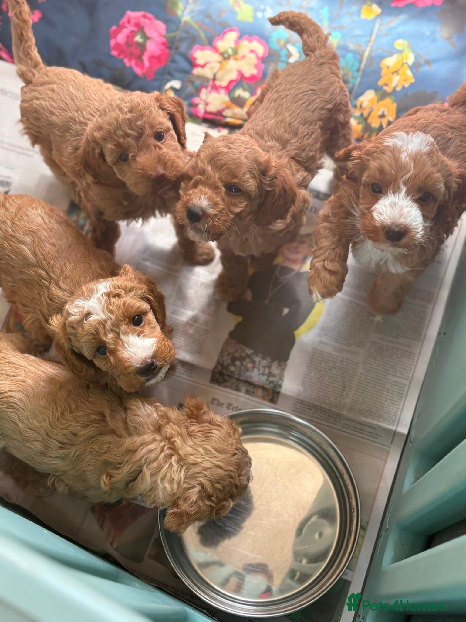 Cockapoo dogs Beautiful playful F1b cockapoos  - Advert 11