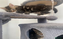 Mixed Breed cats for sale: Adorable kittens looking for their forever home 🐾 - Image 3