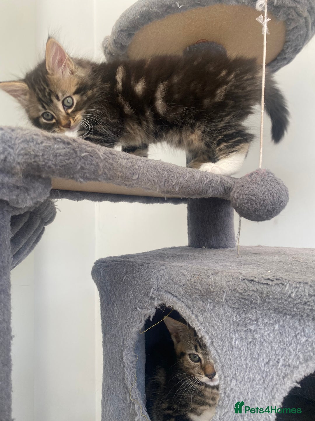 Mixed Breed cats for sale: Adorable kittens looking for their forever home 🐾 - Image 3