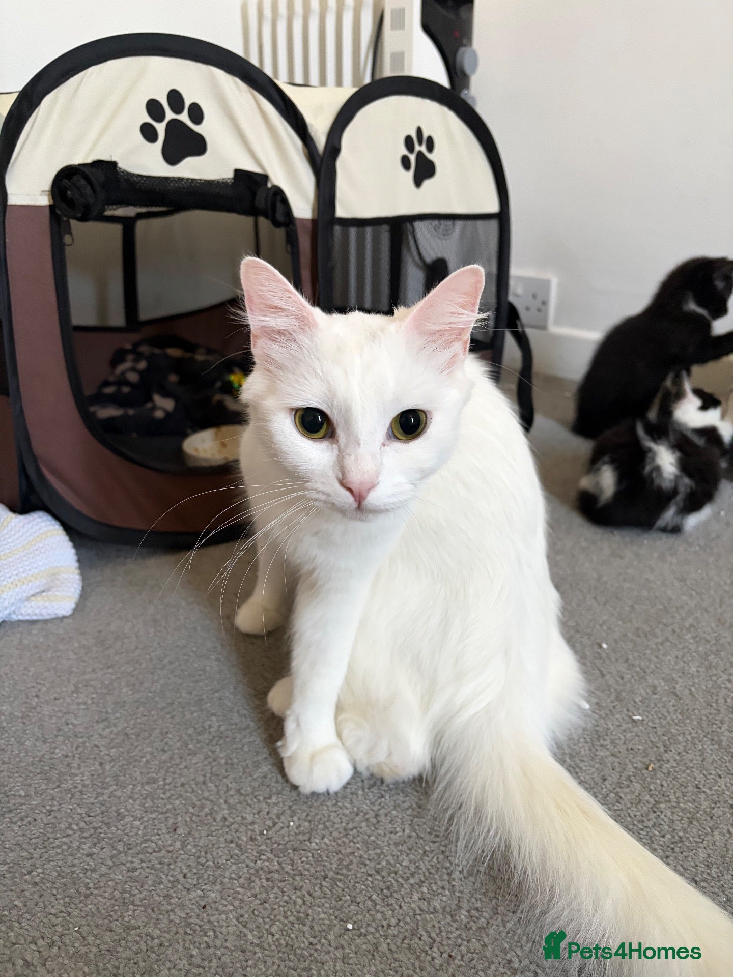 Mixed Breed cats for sale: Fluffy kittens ready for a new home  - Advert 1