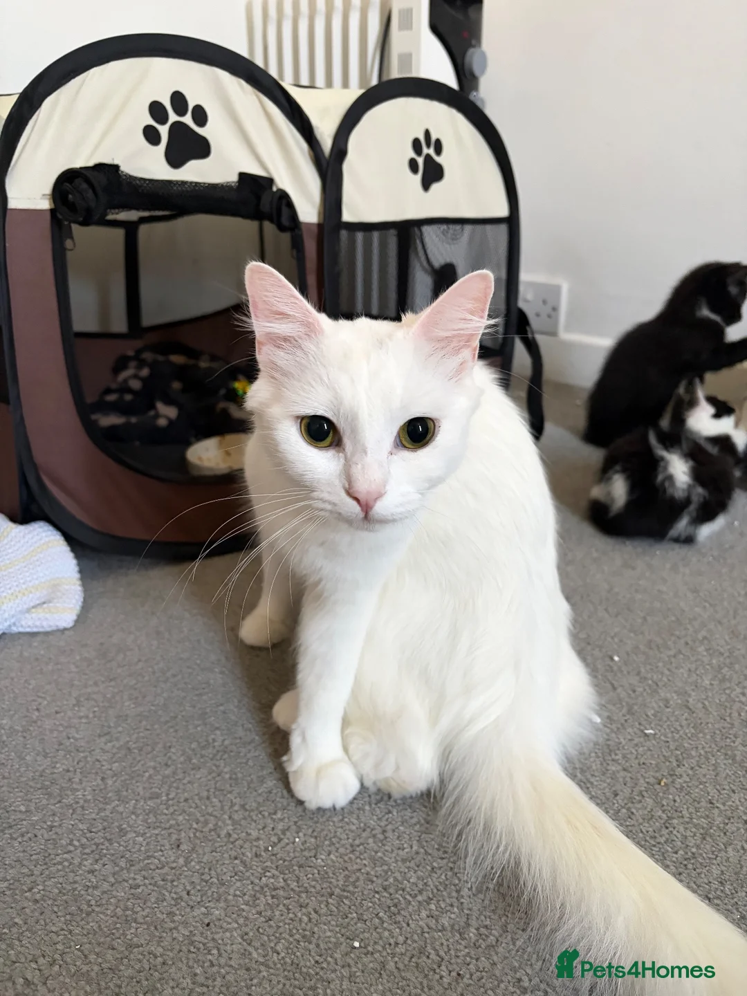 Mixed Breed cats for sale: Fluffy kittens ready for a new home  - Advert 1