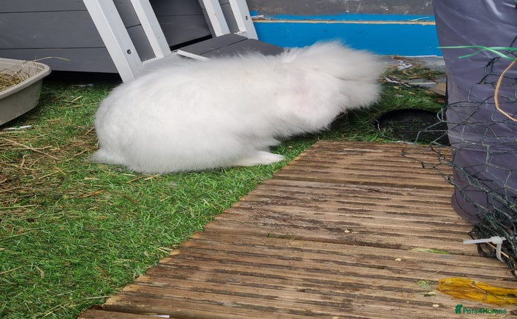 English Lop rabbits - Advert 1