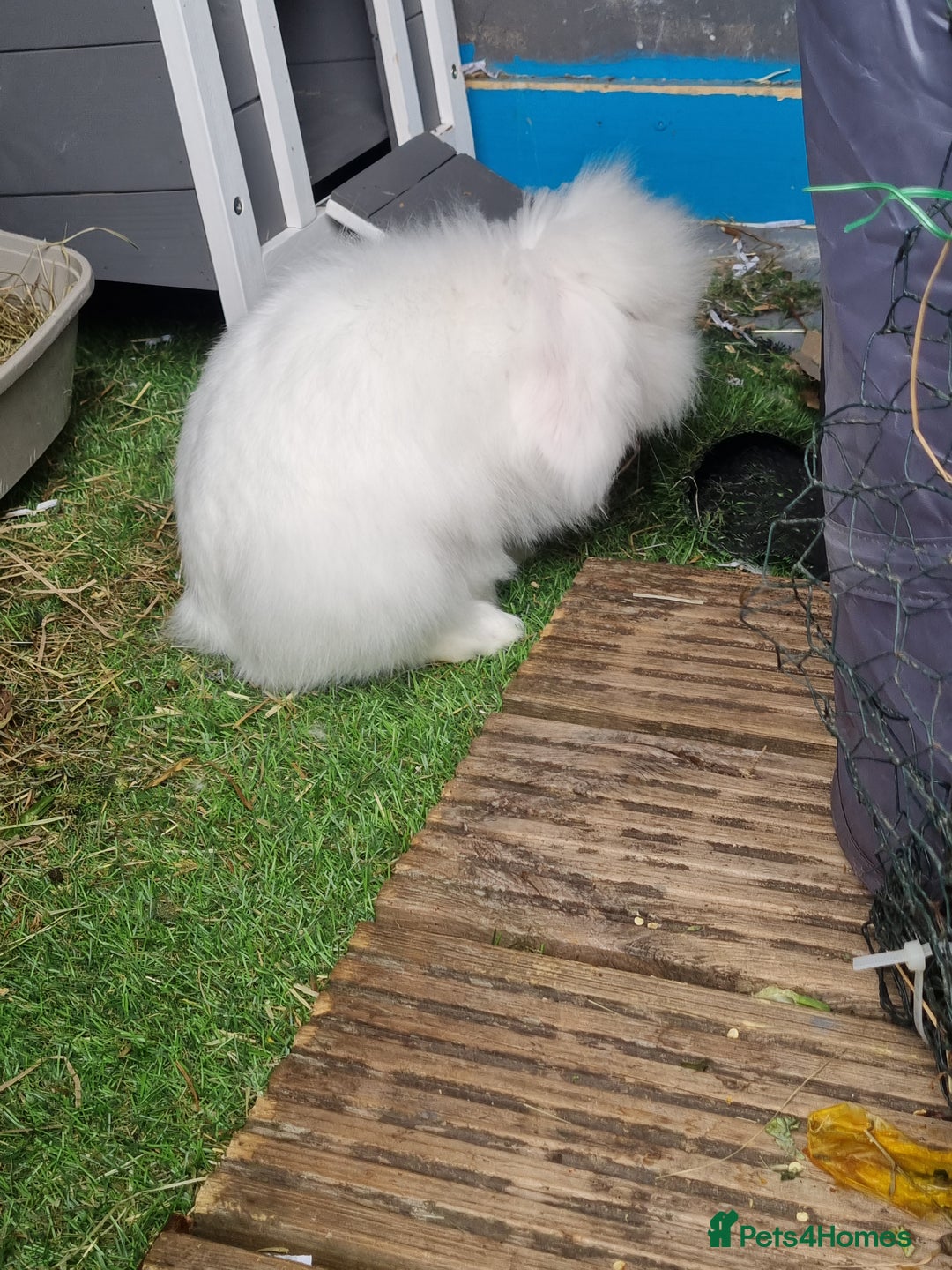 English Lop rabbits for sale: Mr snow ball - Image 1