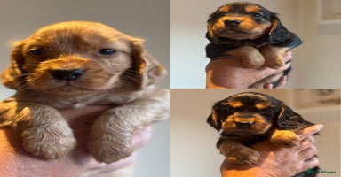 Cocker Spaniel dogs - Advert 7