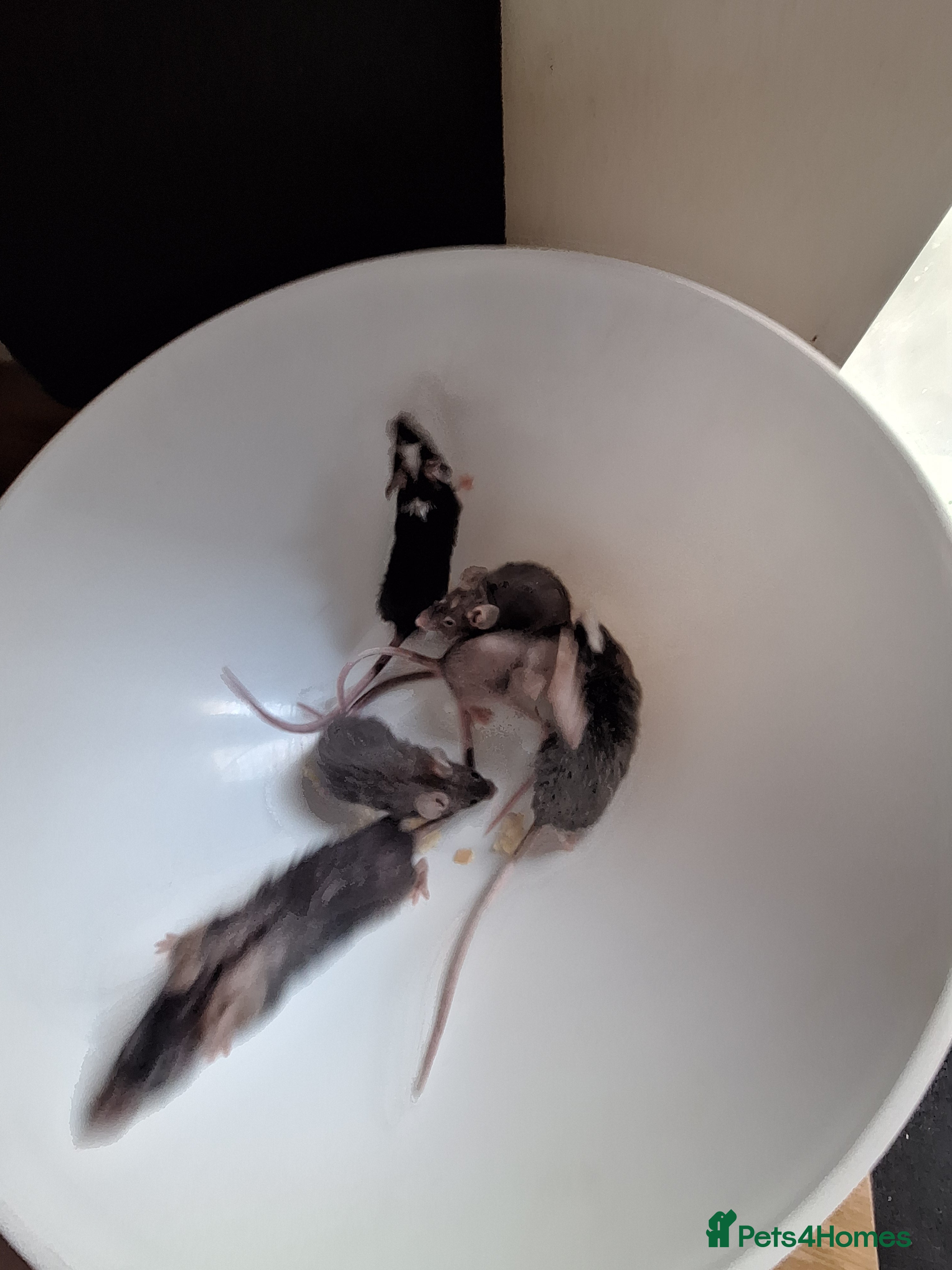 Mouse rodents Fancy pet mice for sale  - Advert 8