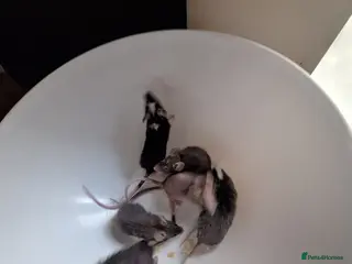 Mouse rodents Fancy pet mice for sale - Advert 8