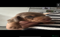 Miniature Dachshund dogs for sale: Miniature Dashaund puppies - Image 9