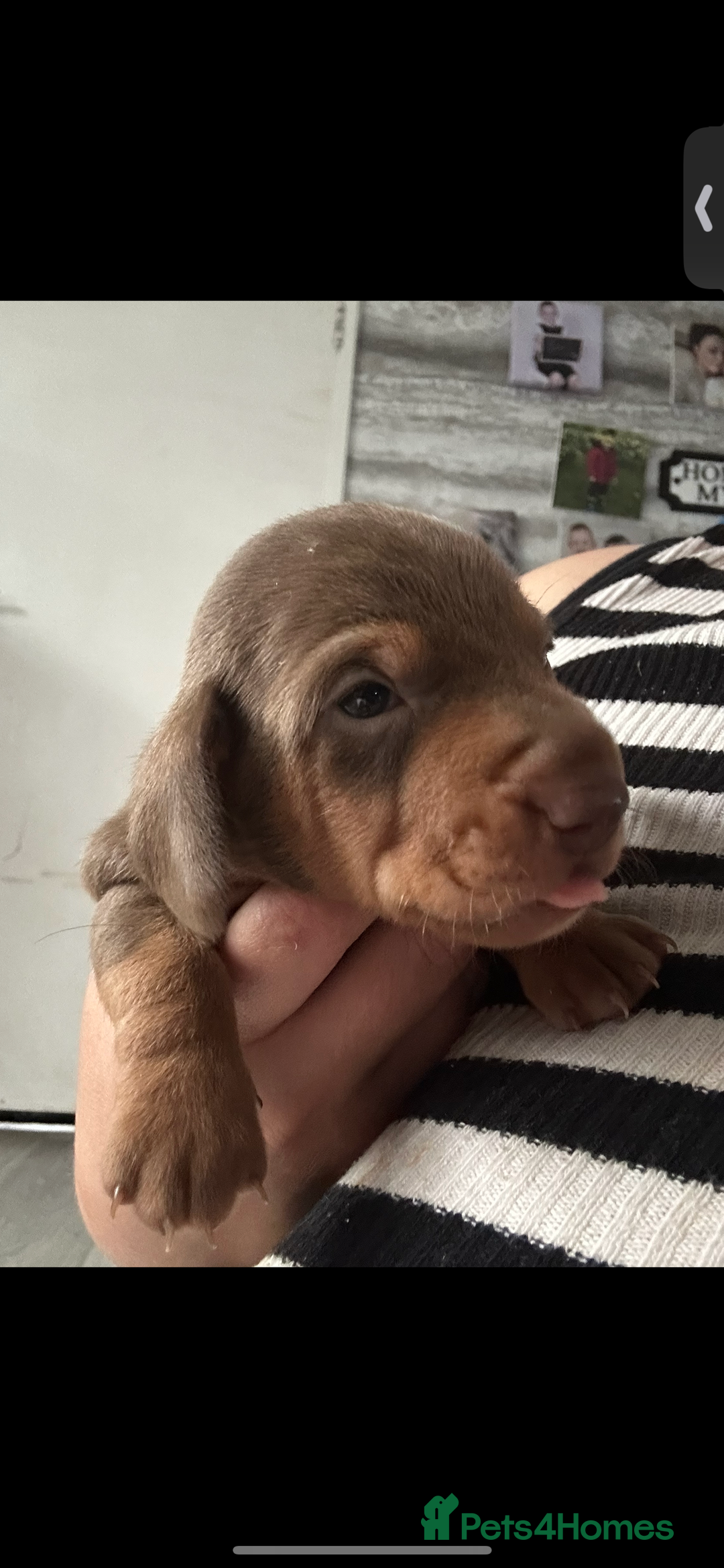 Miniature Dachshund dogs for sale: Miniature Dashaund puppies - Image 9
