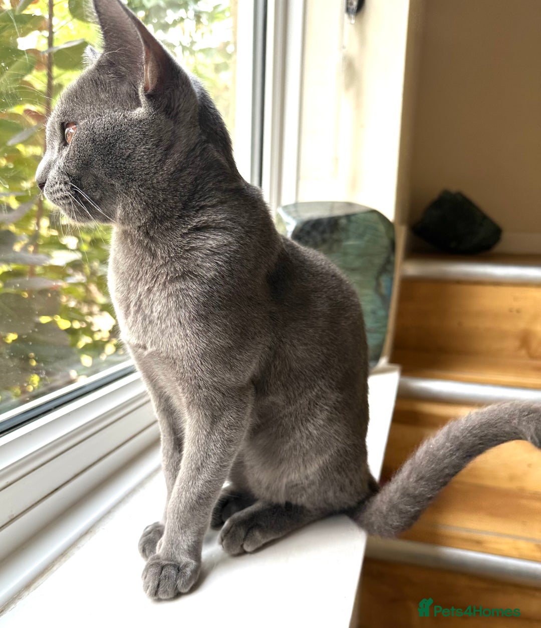 Asian cats for sale: Last Blue Asian boy ready for a loving family - Image 2