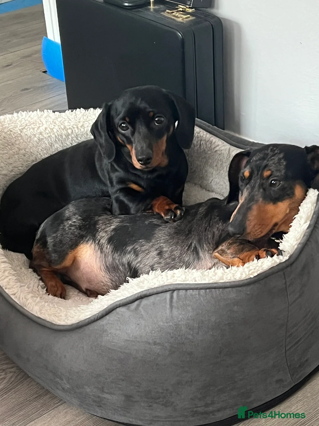 Miniature Dachshund dogs for sale: LADY & RUBY - Advert 12