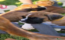 Boxer dogs for sale:   🐾 Champion Bloodline Boxer Puppies🐾 - Image 25