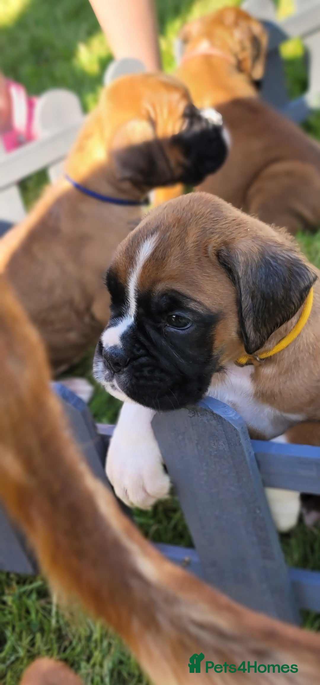 Boxer dogs for sale:   🐾 Champion Bloodline Boxer Puppies🐾 - Image 25