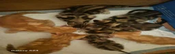Mixed Breed cats for sale: 🐾 Beautiful Kittens Looking for Loving Homes 🐾 in Willenhall - Advert 6