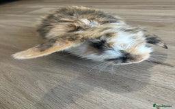 English Lop rabbits for sale: Beautiful rabbits for sale 07840003253  - Image 14