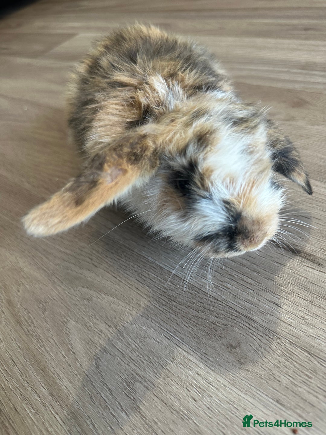 English Lop rabbits for sale: Beautiful rabbits for sale 07840003253  - Image 14