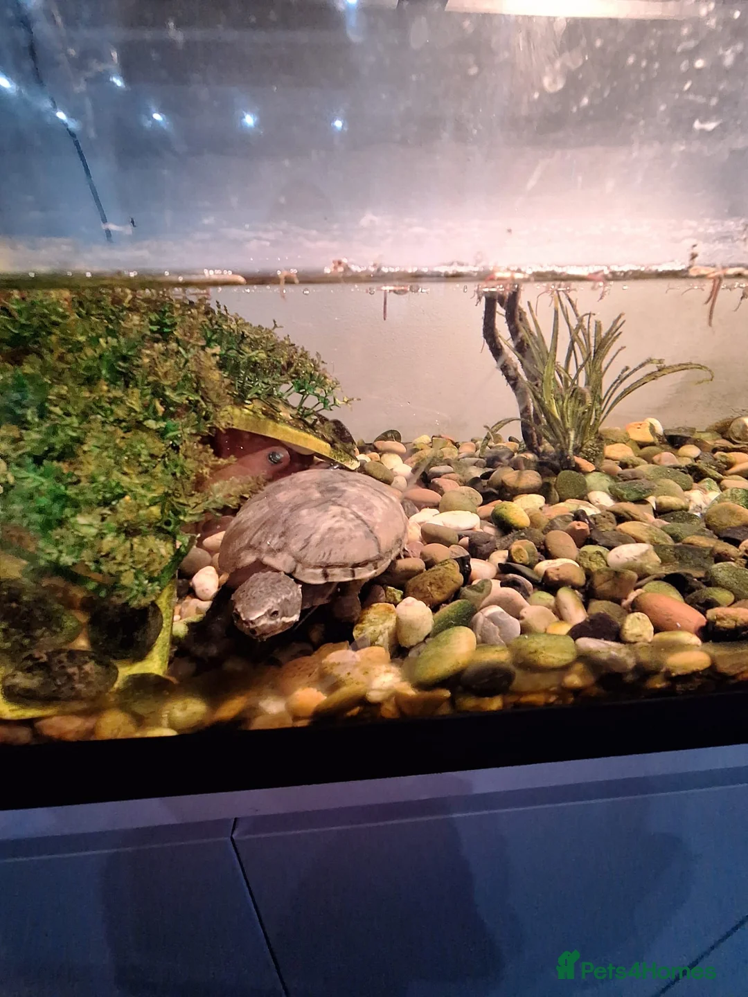 Terrapin reptiles for sale: 2 terrapins for sale along with tank  in Wolverhampton - Advert 8