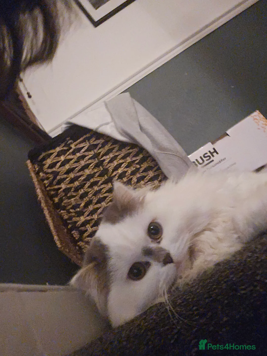 Scottish Fold cats for sale: The Beautiful Scotch Fold - Advert 3