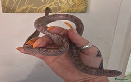 Corn Snake reptiles for sale: 1x Male Corn Snake & 1x Female Corn Snake - Image 3