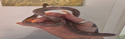 Corn Snake reptiles for sale: 1x Male Corn Snake & 1x Female Corn Snake - Advert 3