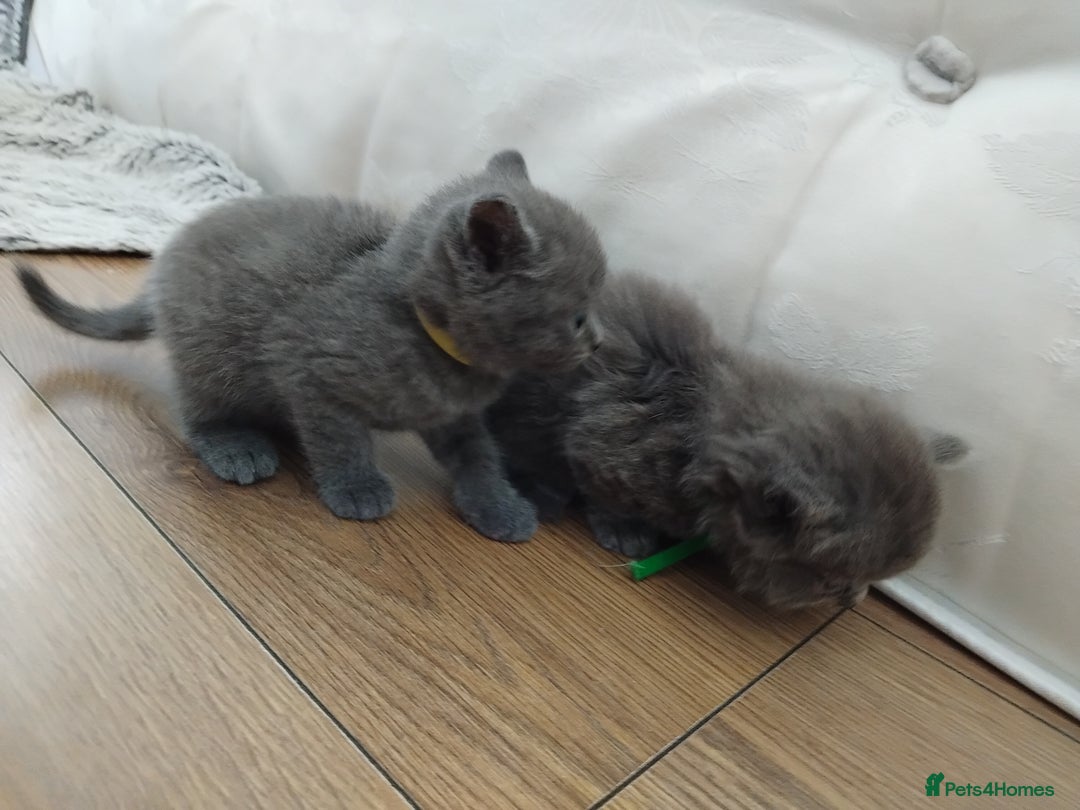British Shorthair cats for sale: Blue British sorthair kittens available - Image 15
